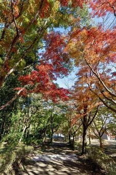 もみじの散歩道 もみじの散歩道 紅葉,登山,ハイキングの写真素材