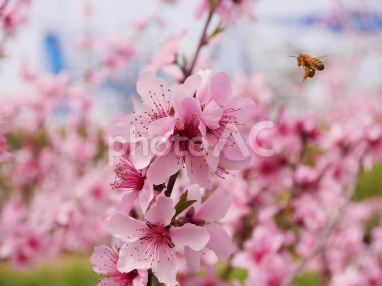 桃の花　花桃　写真 花桃,桃の花,蜂の写真素材