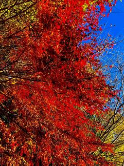 紅葉 紅葉の写真