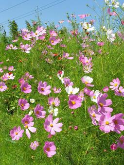 コスモス 2009 03 コスモス,秋桜,キク科の写真素材