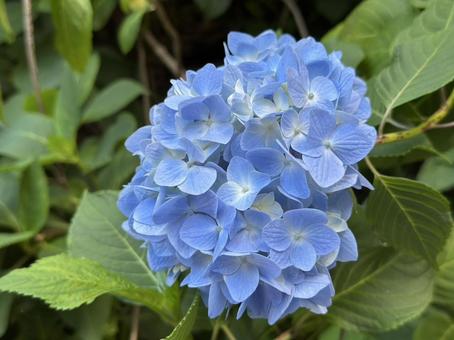Photo, hydrangea, blue, pale, 