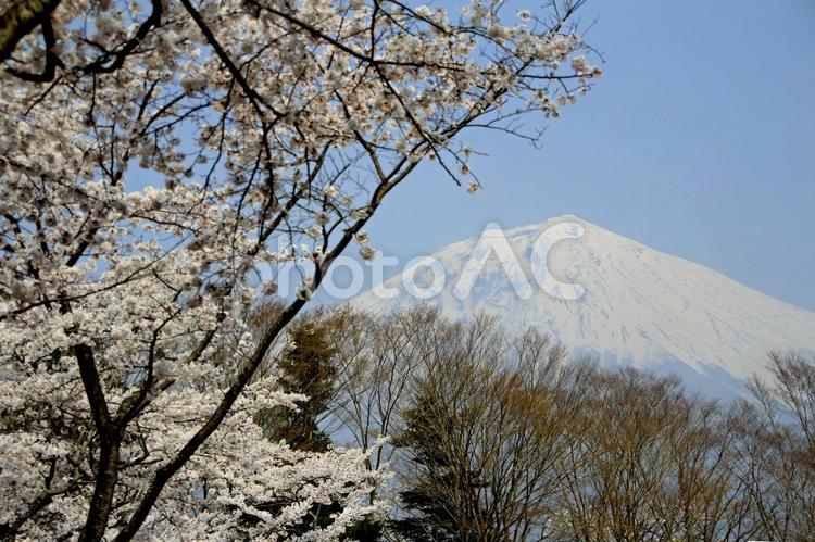 高くそびえる富士山をたたえる桜たち 植物,花,屋外の写真素材