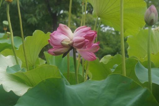 Double-headed lotus, JPG Double-headed lotus, JPG