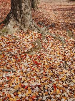 秋 秋,落ち葉,赤いの写真素材