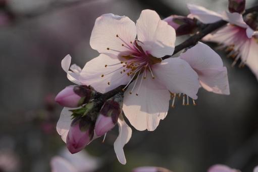 ヘントウ（扁桃：アーモンド) ヘントウ,扁桃,アーモンドの写真素材