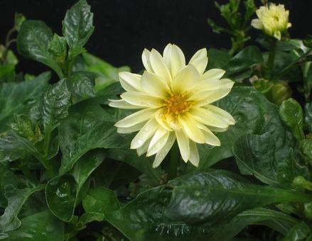 ダリア ダリア,テンジクボタン,天竺牡丹の写真素材