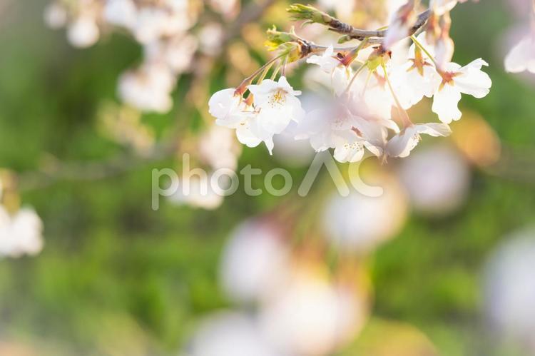 緑の背景でさくらの花びらのクローズアップ さくら,桜,サクラの写真素材