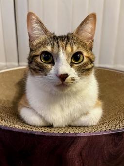 手を隠して座る三毛猫　カメラ目線の写真