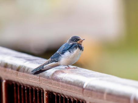 柵にとまるツバメ 柵にとまるツバメ ツバメ,燕,野鳥の写真素材