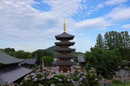 6月上旬の法然寺の五重塔とアジサイの花 6月上旬の法然寺の五重塔とアジサイの花の写真