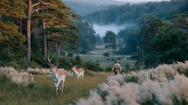 朝霧の山に佇むシカの群れ 朝霧の山に佇むシカの群れの写真