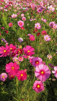 コスモス畑 コスモス,コスモス畑,自然の写真素材