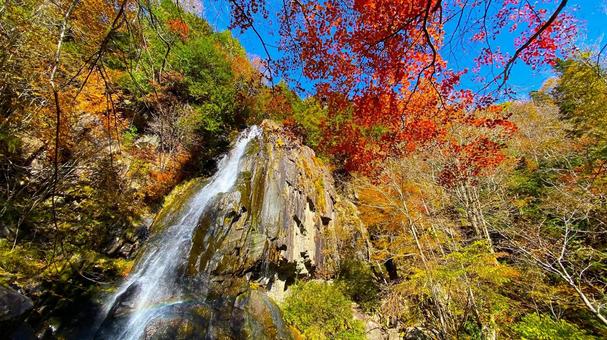 紅葉のせせらぎ街道 大倉滝:2 紅葉のせせらぎ街道 大倉滝:2 紅葉,せせらぎ街道,秋の写真素材