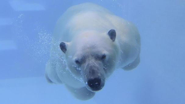 夏の動物園 泳ぐシロクマ 夏の動物園 泳ぐシロクマ シロクマ,ホッキョクグマ,白熊の写真素材