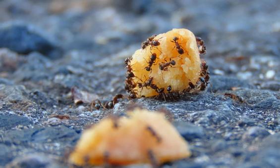 アリ アリ,虫,生き物の写真素材