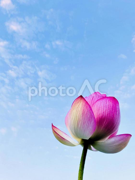 これからひらくハスの花と青空 ハス,ハスの花,アップの写真素材