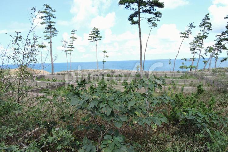 遊歩道1 砂漠,砂丘,自然の写真素材