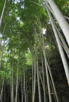 竹林 竹林 竹林,竹,自然の写真素材