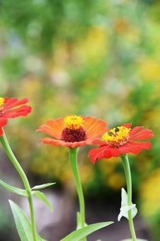 Zinnia, JPG
