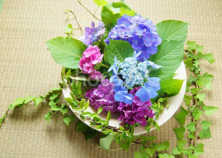 アイビーと蔦と紫陽花の背景素材 背景素材,紫陽花,アイビーの写真素材