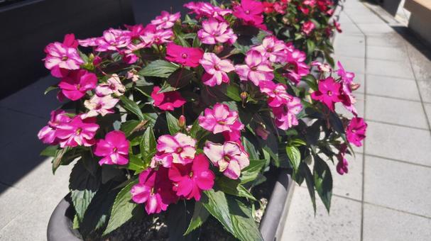 真夏の鮮やかな花(インパチェンス) 真夏の鮮やかな花(インパチェンス)の写真