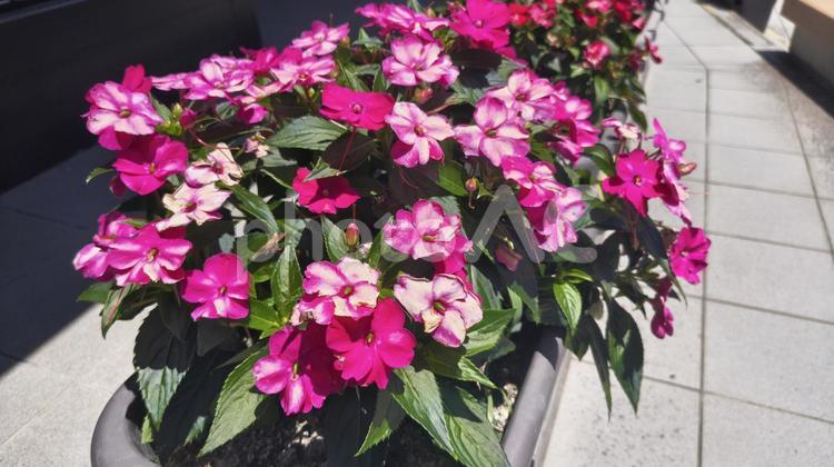 真夏の鮮やかな花（インパチェンス） インパチェンス,花,植物の写真素材