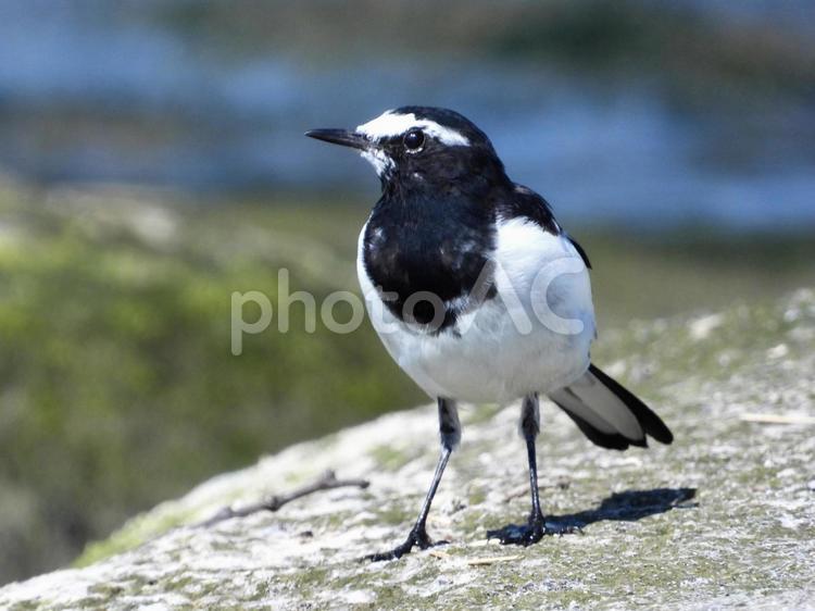 川辺に立つセグロセキレイ 鳥,野鳥,セグロセキレイの写真素材