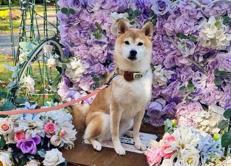 お花に囲まれた柴犬のポートレート 柴犬,犬,わんこの写真素材