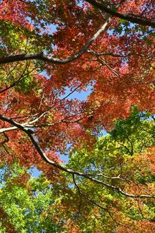 紅葉 紅葉,秋,赤の写真素材