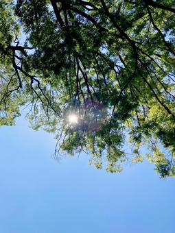 樹木 樹木 樹木,木洩れ日,日差しの写真素材