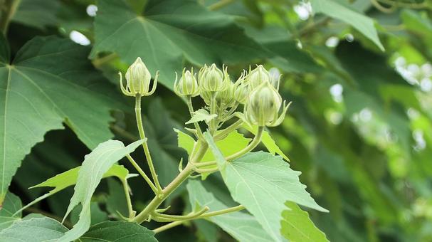 フヨウの木 蕾 フヨウの木 蕾 フヨウ,蕾,芙蓉の写真素材