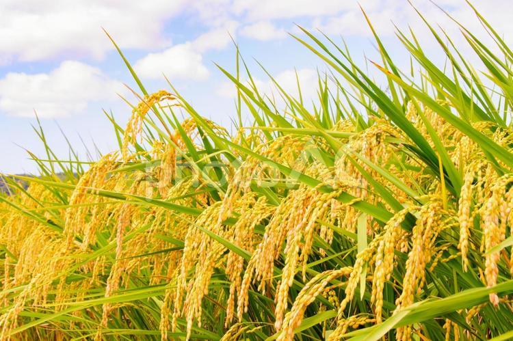 稲刈り直前の稲穂 6 秋の味覚,コメ,新米の写真素材