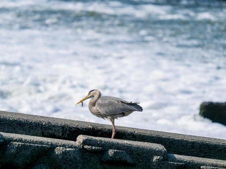 魚を食べるアオサギ 魚を食べるアオサギ サギ,アオサギ,野鳥の写真素材