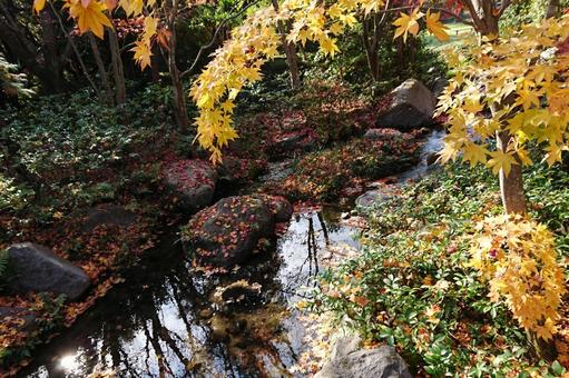 日本庭園と紅葉 日本庭園と紅葉の写真