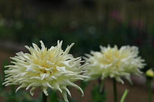 Photo, dahlia, flower, asteraceae plant, 