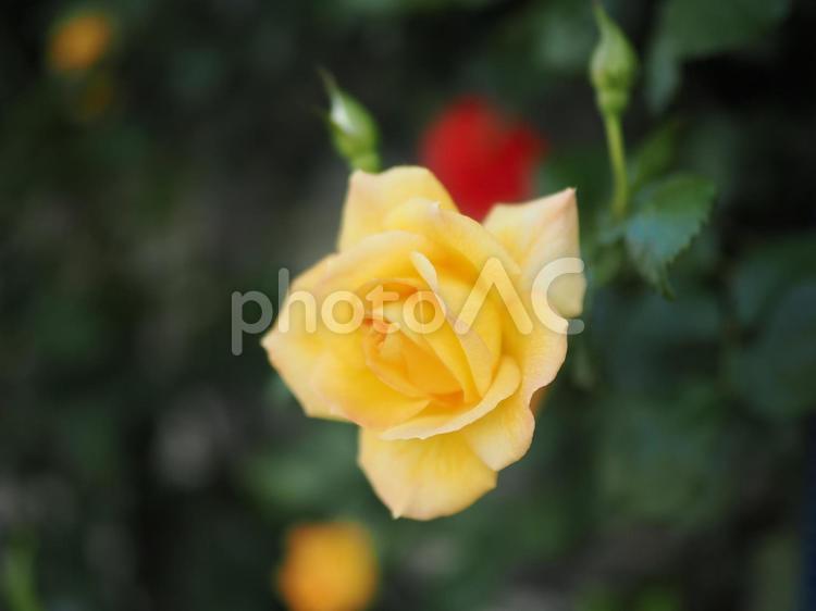 一輪のバラのマクロ画像 ガーデニング,花壇,植物の写真素材