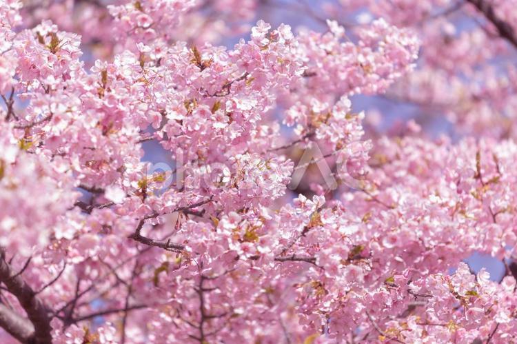 咲いた咲いた桜が咲いた2 桜,サクラ,さくらの写真素材