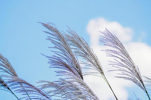 ススキ(29) ススキ(29) 植物,ススキ,秋の写真素材