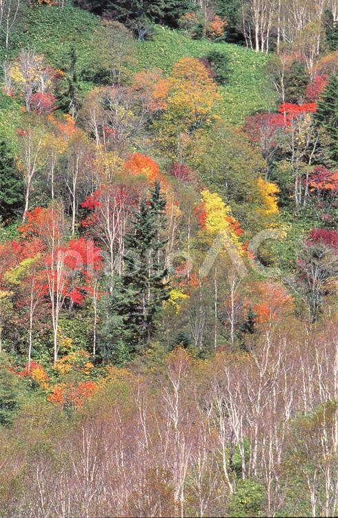 白樺に映える秋色 紅葉,もみじ,白樺の写真素材