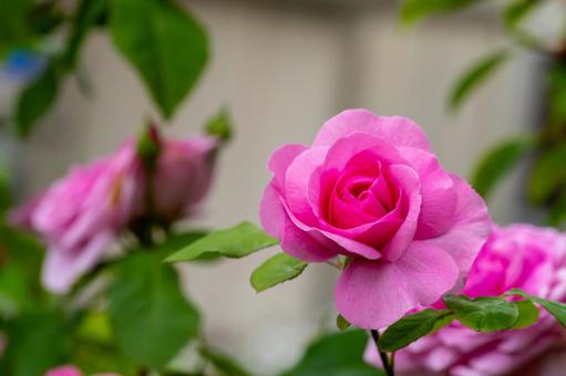 「感謝」が花言葉、ピンクの薔薇 「感謝」が花言葉、ピンクの薔薇 薔薇,バラ,花びらの写真素材
