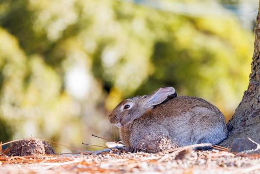 大久野島の兎 大久野島の兎 うさぎ,大久野島,野生動物の写真素材