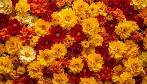 花を寄せ集めた鮮やかな背景写真素材 花を寄せ集めた鮮やかな背景写真素材の写真