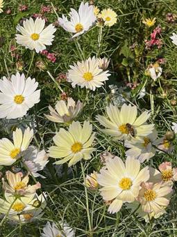 コスモス コスモス,コスモス畑,お花畑の写真素材