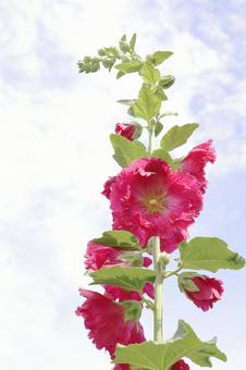 タチアオイの花と青空 タチアオイの花と青空の写真