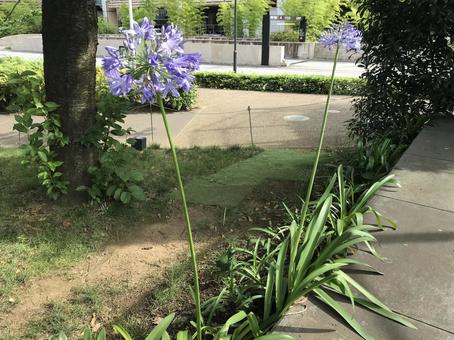 花 花の写真