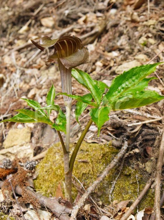 山の斜面に咲くマムシグサの花と開いた葉 野草,マムシグサ,花の写真素材
