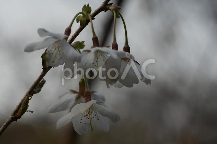 マメザクラ（豆桜） マメザクラ,豆桜,春の花の写真素材