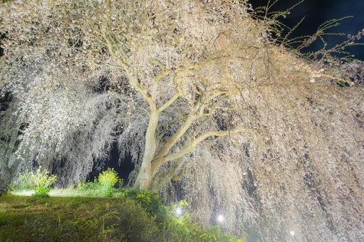 福岡-【法華原華庭園の桜】 福岡,桜,名所の写真素材