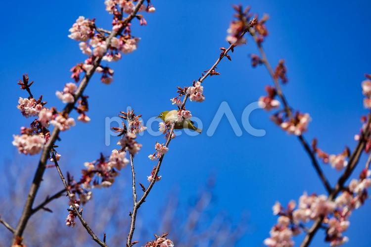 桜とメジロ　春イメージにどうぞ きれい,さくら,さわやかの写真素材