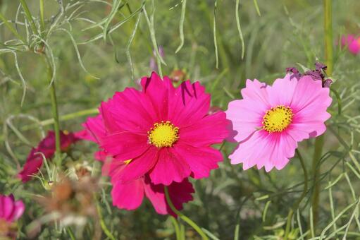 コスモス　花 花,コスモス,秋桜の写真素材